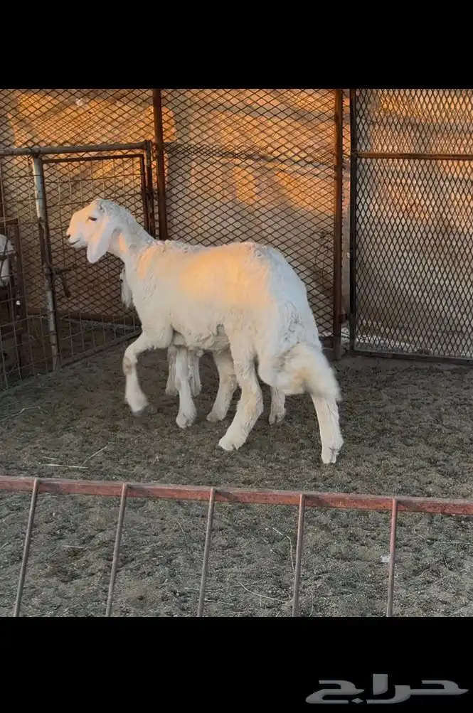 مشروع فحل ماشاءالله 1