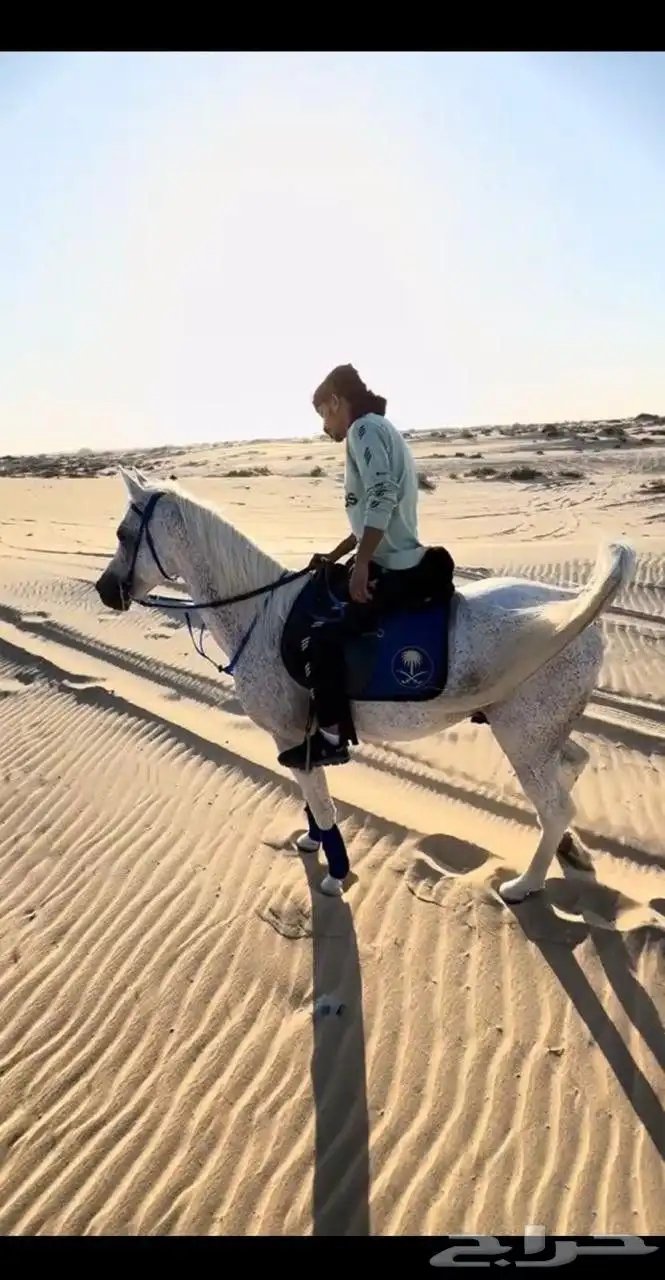 احصان شعبي شيخ 0