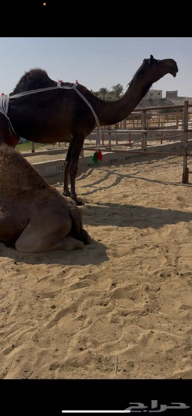 مجهم للبيع خلفه طيبه ثنو تحتها قعود 0