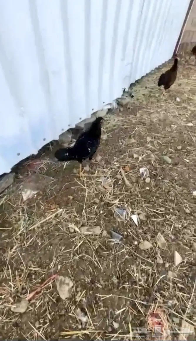 دجاج مهجن باكستاني 1