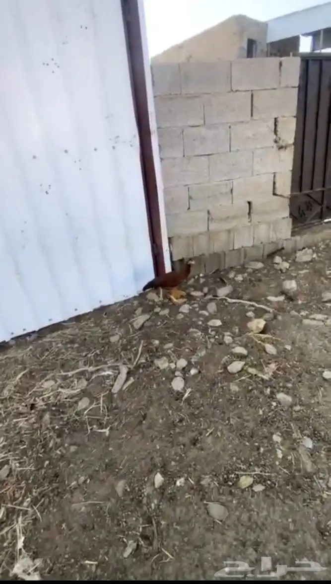 دجاج مهجن باكستاني 0