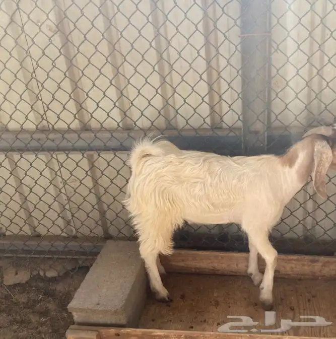 تيوس ثلاجه 2