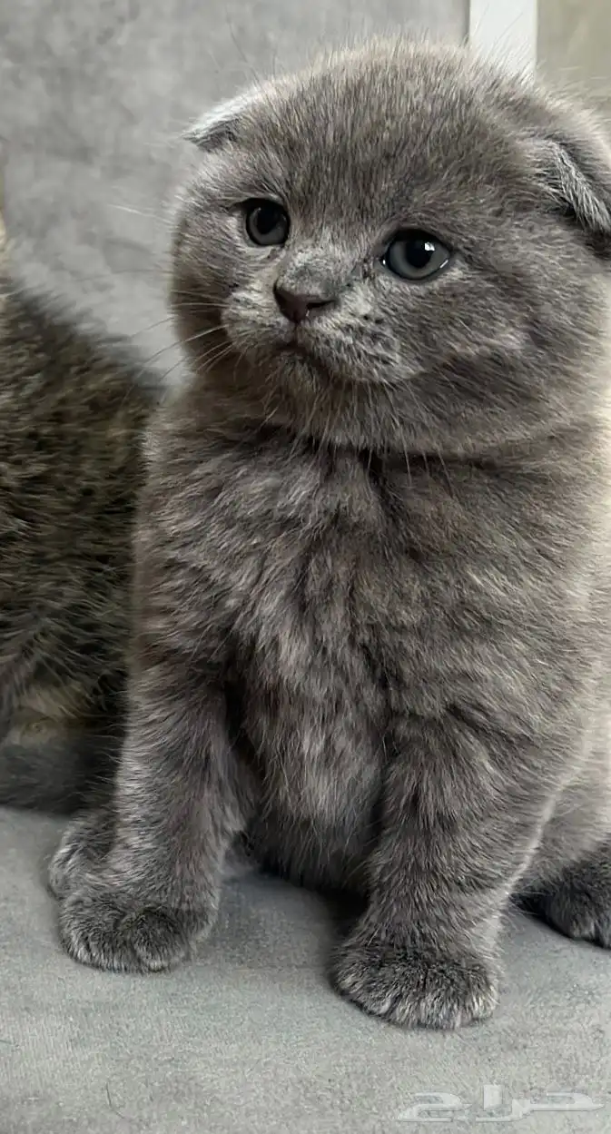 قطط سكوتش للبيع(صغيره الحجم ) 3