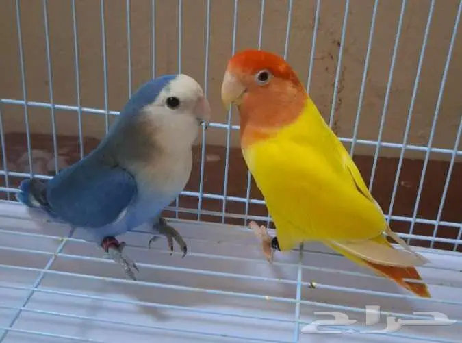 زوج روز للبيع. 0