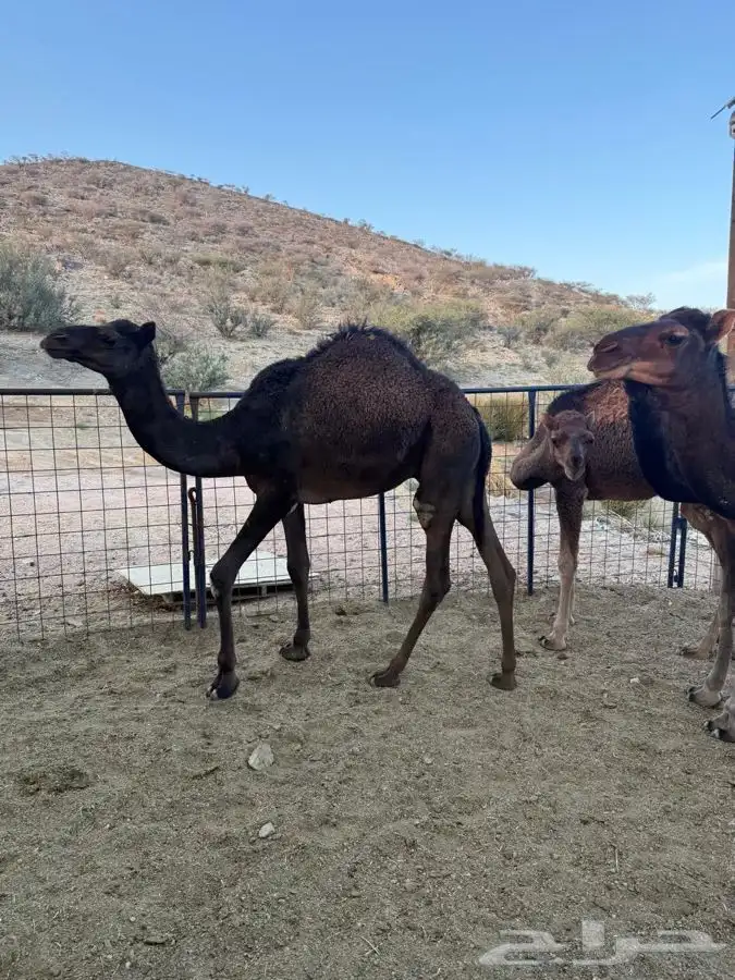 حشو طيبه وسمان للبيع 1