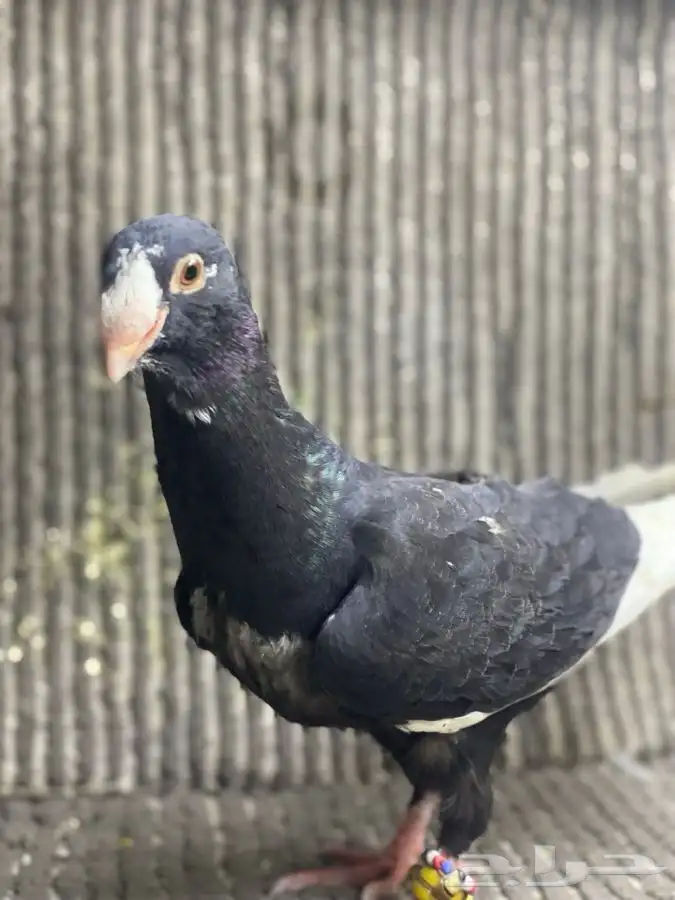 جوز تركي وطبه مساويد اسود 5