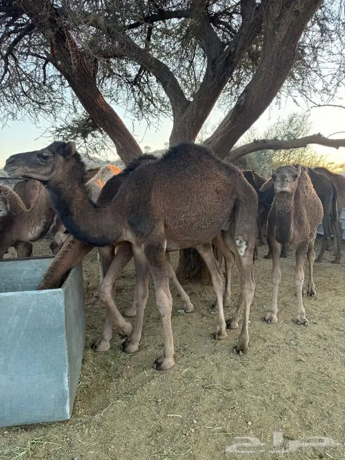 حشو طيبه وسمان للبيع 8