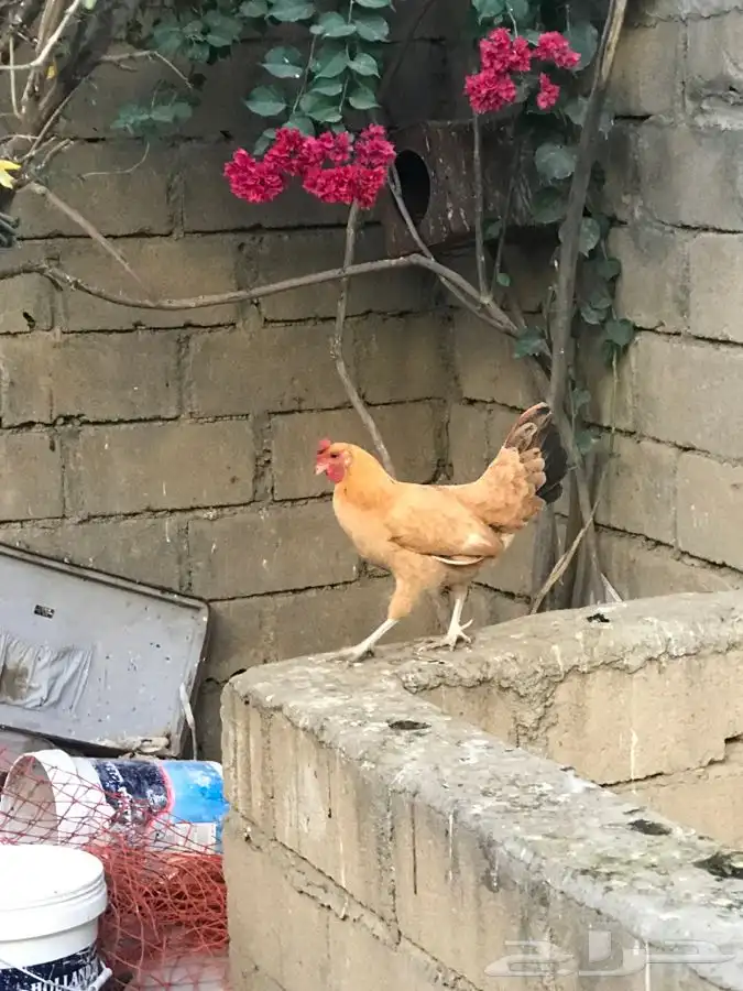 دجاج بلدي للبيع 1