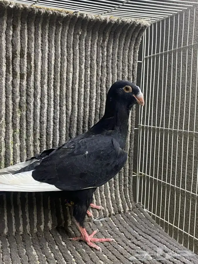 جوز تركي وطبه مساويد اسود 8