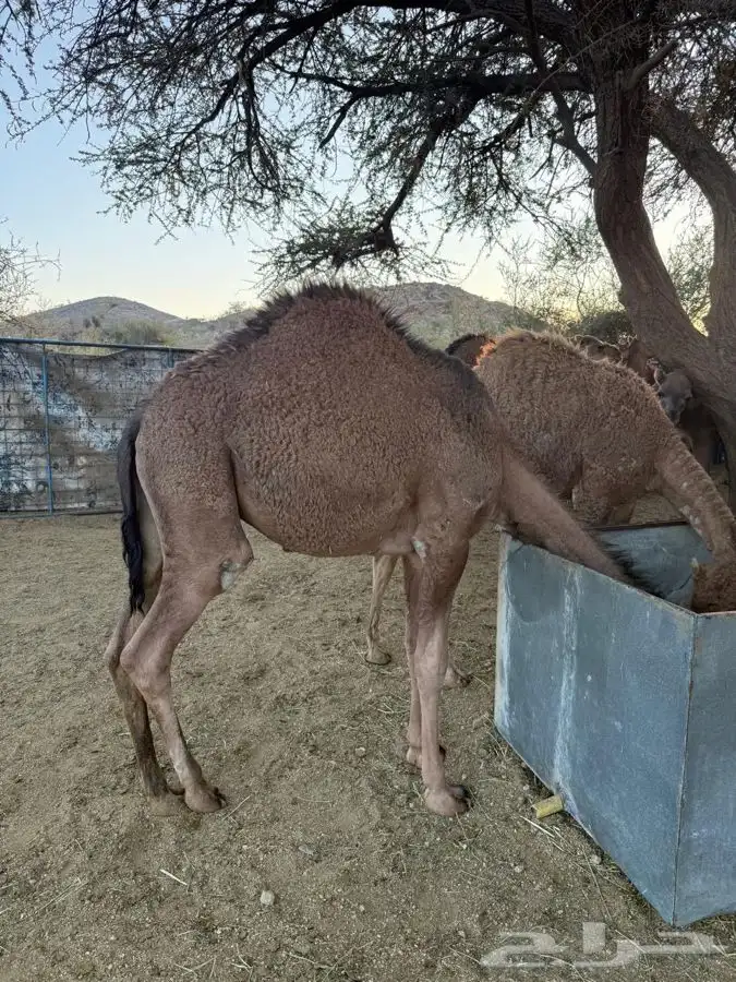 حشو طيبه وسمان للبيع 0