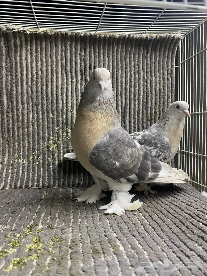 جوز تركي وطبه مساويد اسود 1