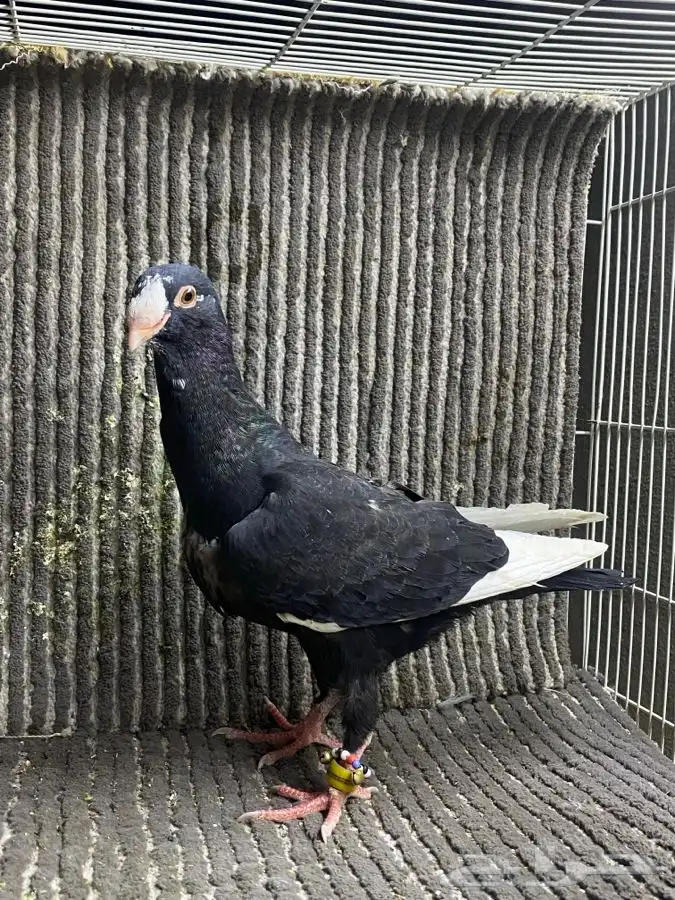 جوز تركي وطبه مساويد اسود 4