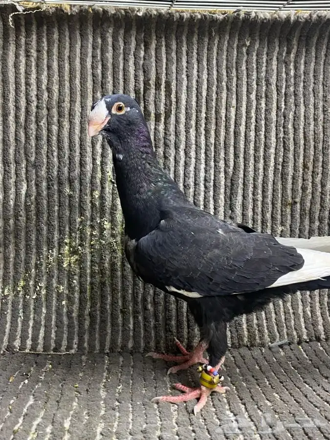 جوز تركي وطبه مساويد اسود 6