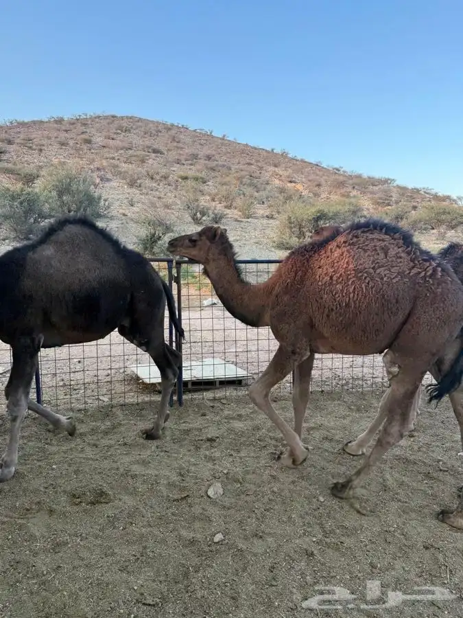 حشو طيبه وسمان للبيع 4