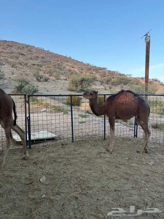 حشو طيبه وسمان للبيع 14