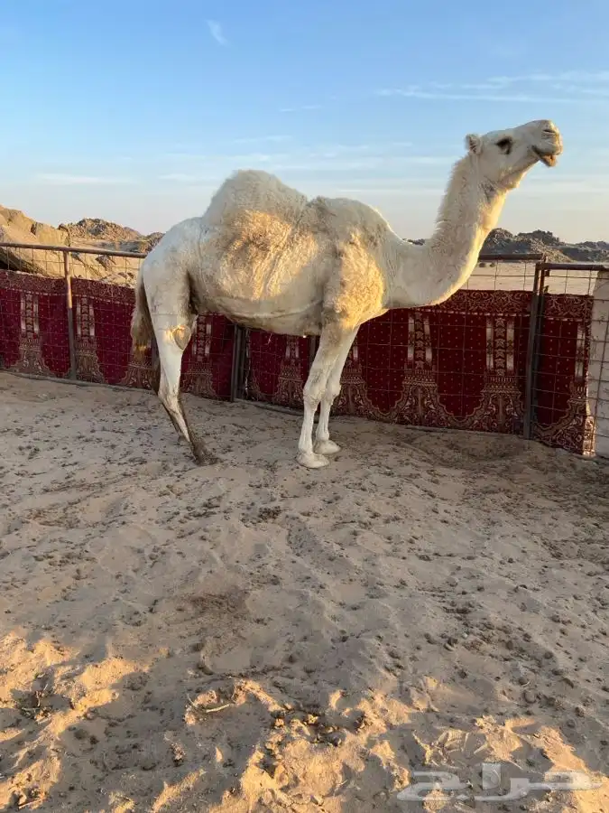 ناقة حايل للبيع 2