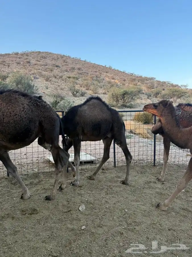 حشو طيبه وسمان للبيع 3