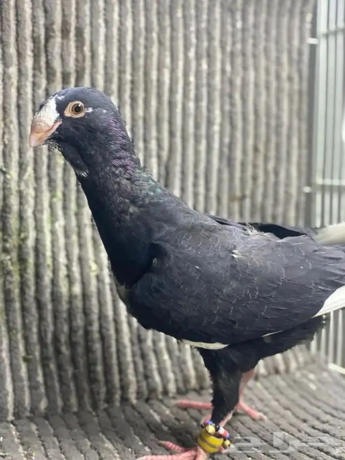 جوز تركي وطبه مساويد اسود 3