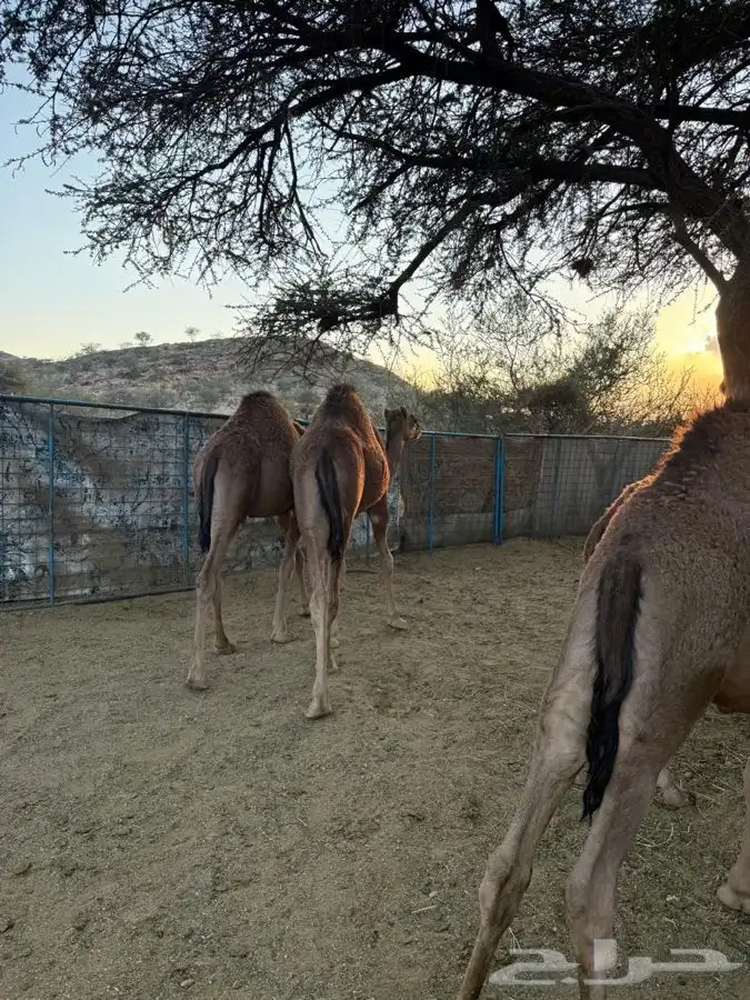 حشو طيبه وسمان للبيع 11