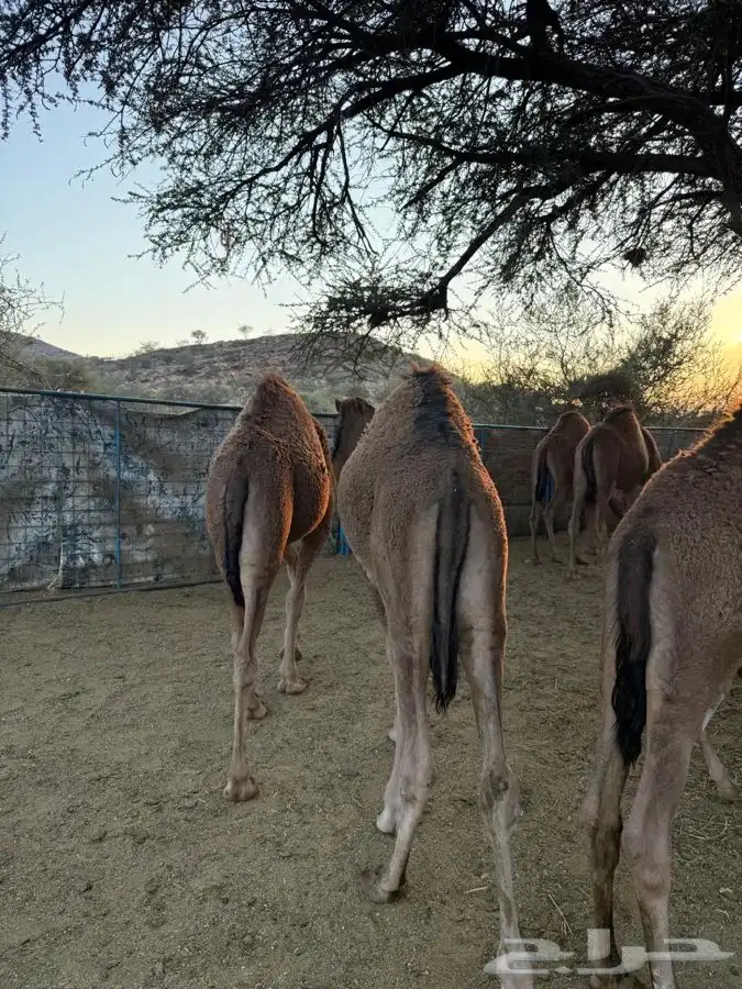 حشو طيبه وسمان للبيع 6