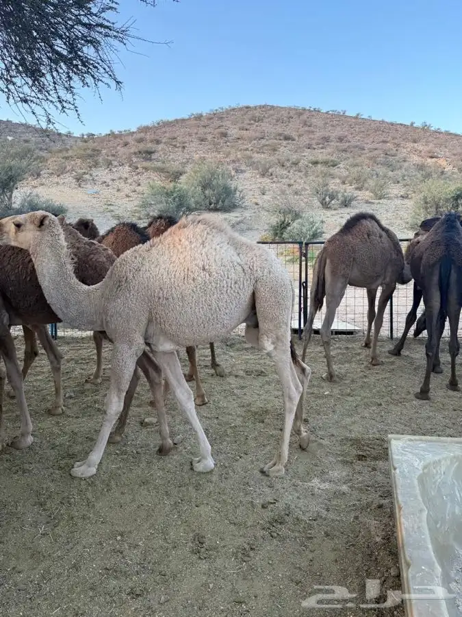 حشو طيبه وسمان للبيع 13