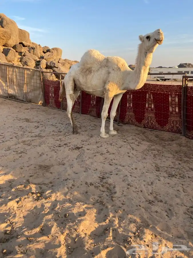 ناقة حايل للبيع 0