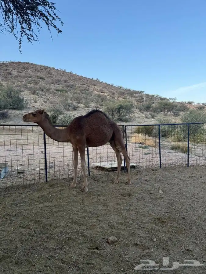 حشو طيبه وسمان للبيع 16