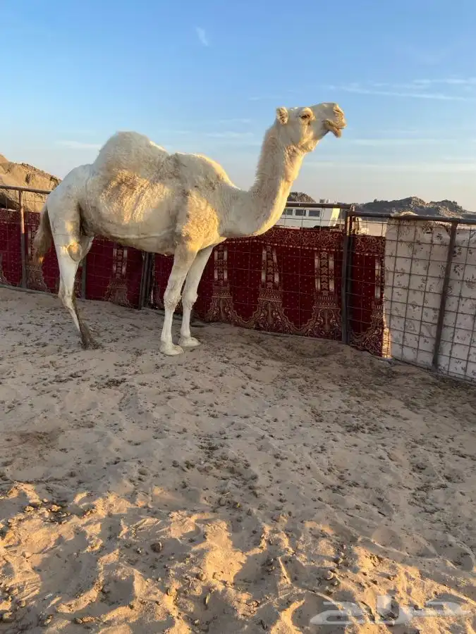 ناقة حايل للبيع 1