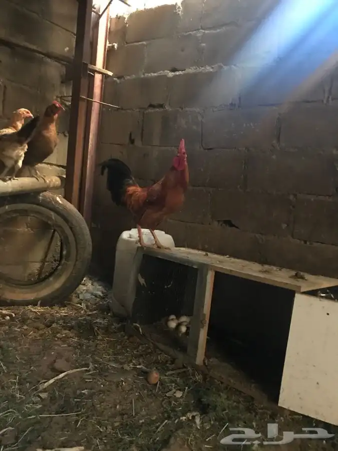دجاج بلدي للبيع 0