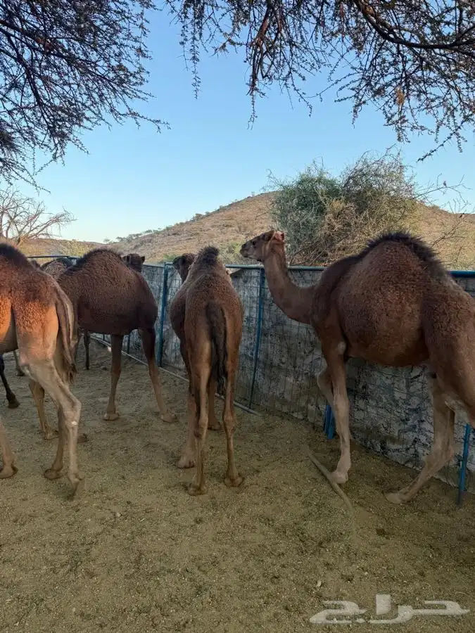 حشو طيبه وسمان للبيع 9