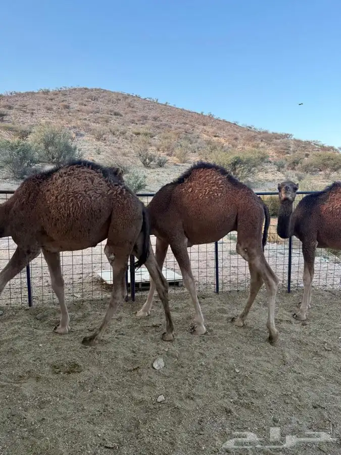 حشو طيبه وسمان للبيع 5