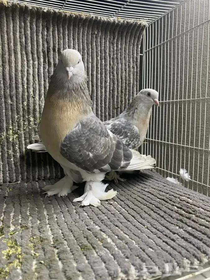 جوز تركي وطبه مساويد اسود 0