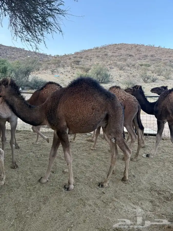 حشو طيبه وسمان للبيع 17