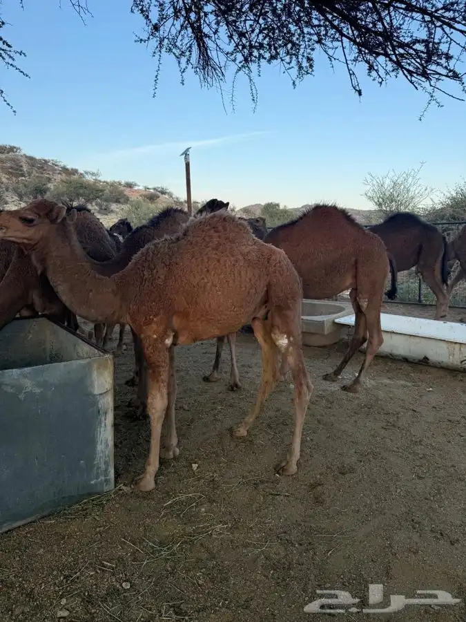 حشو طيبه وسمان للبيع 15