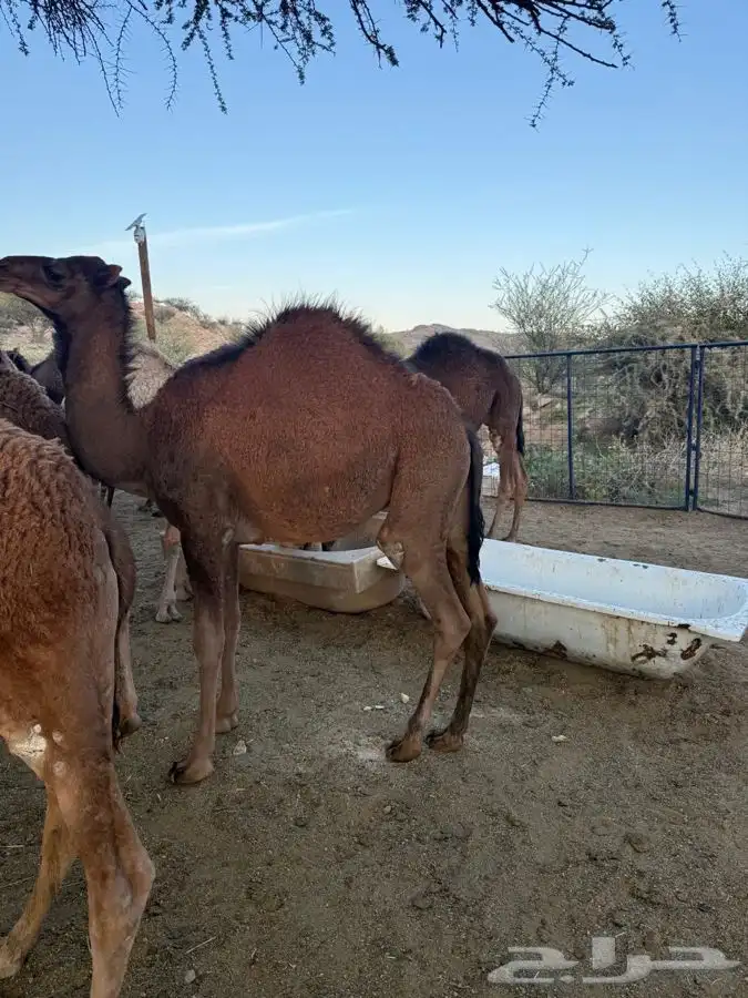 حشو طيبه وسمان للبيع 12