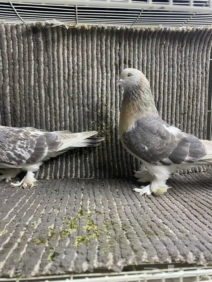 جوز تركي وطبه مساويد اسود 2