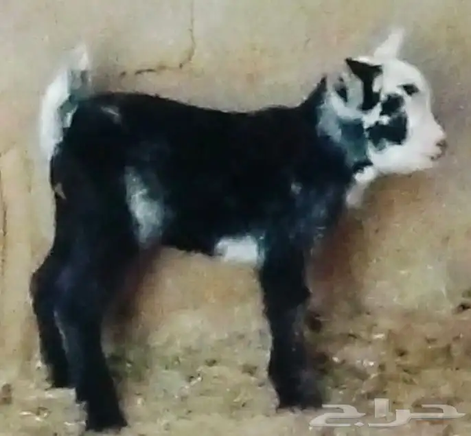 جفرة قرمي العمر اسبوع 1