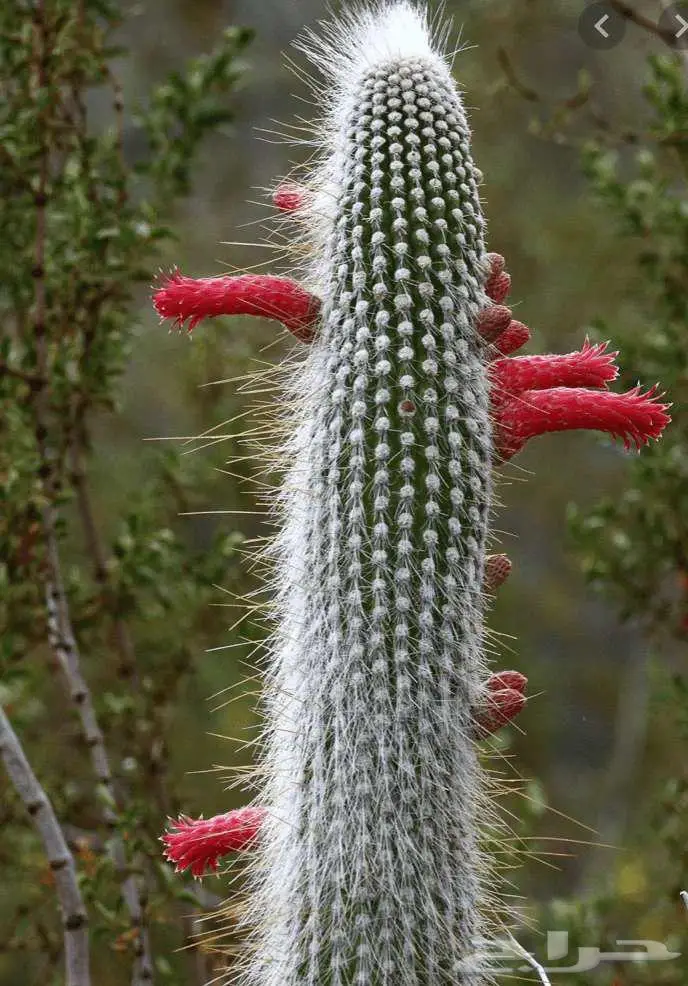 صبار طبيعي فاخر بأشكال نادرة لتزيين الحدائق والمنزل 32