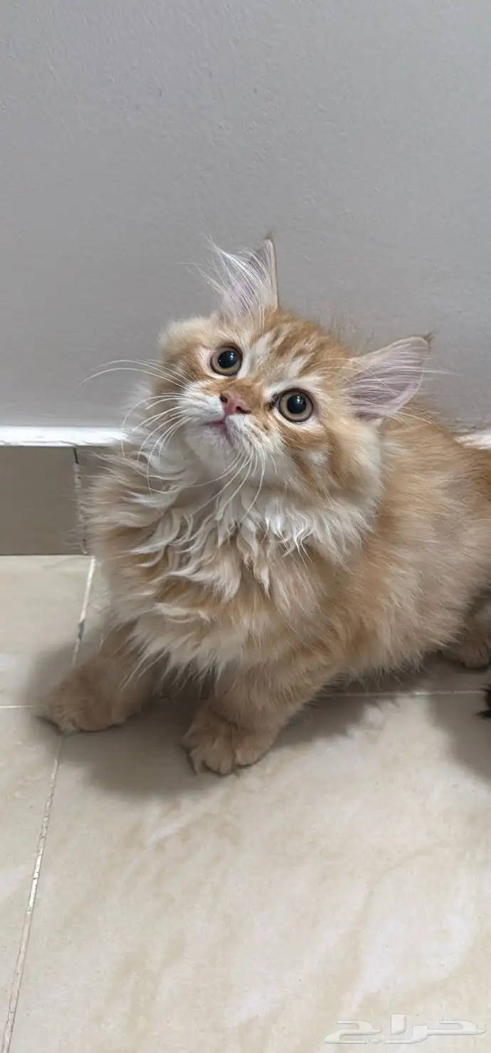 قط للبيع 0