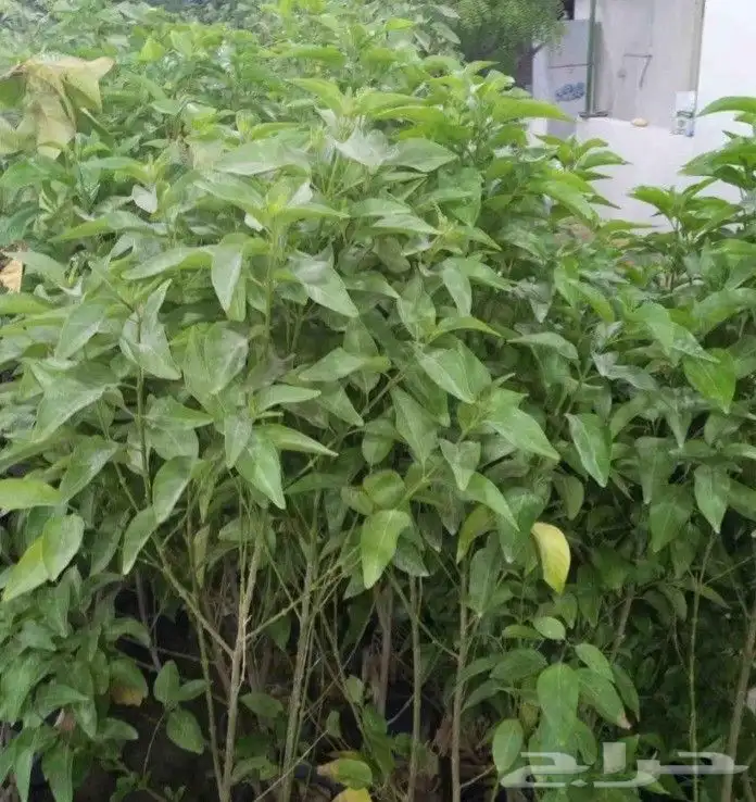 مزارع ومنسق حدائق 9