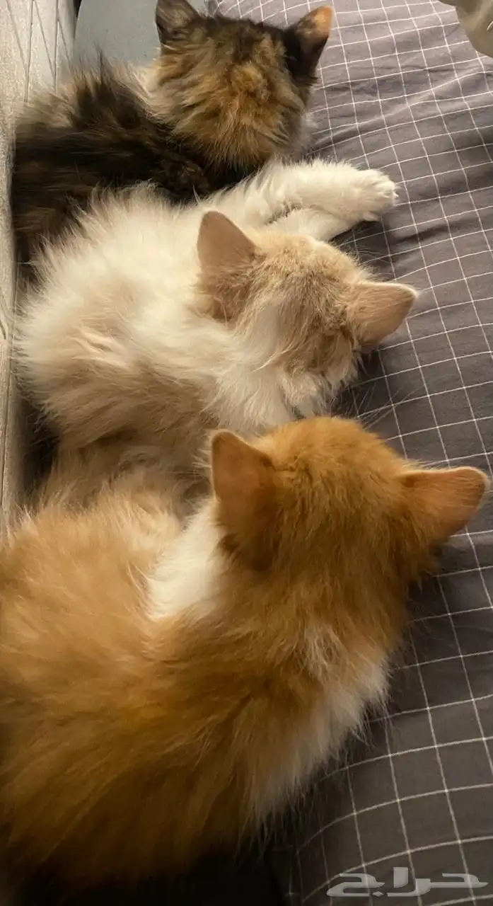 3قطط للبيع 2