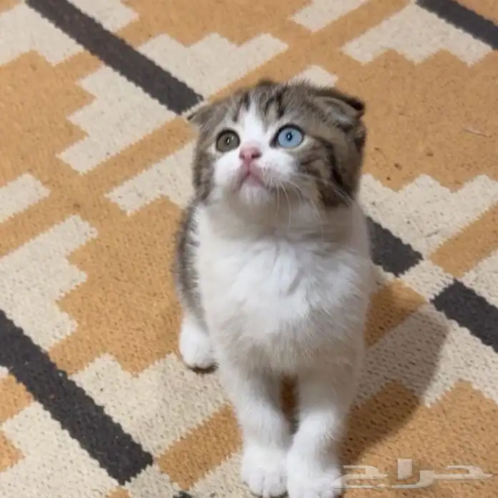 كيتن سكوتش للبيع 0