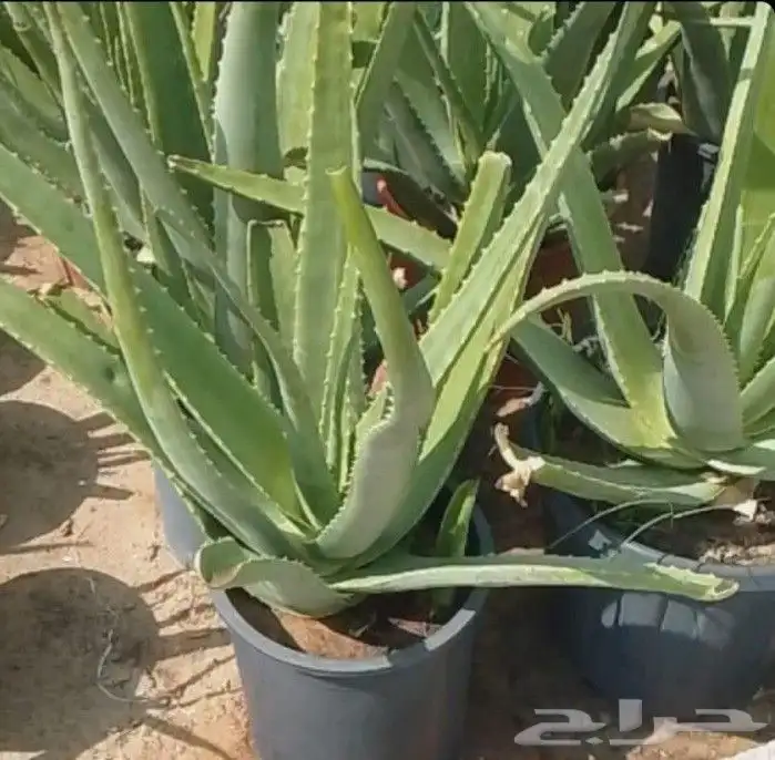 مزارع ومنسق حدائق 7