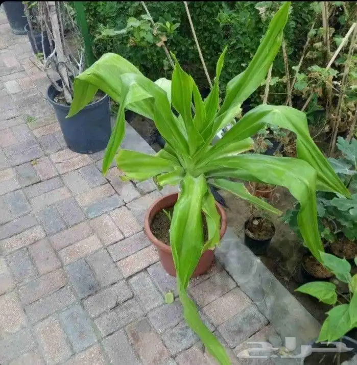 مزارع ومنسق حدائق 8