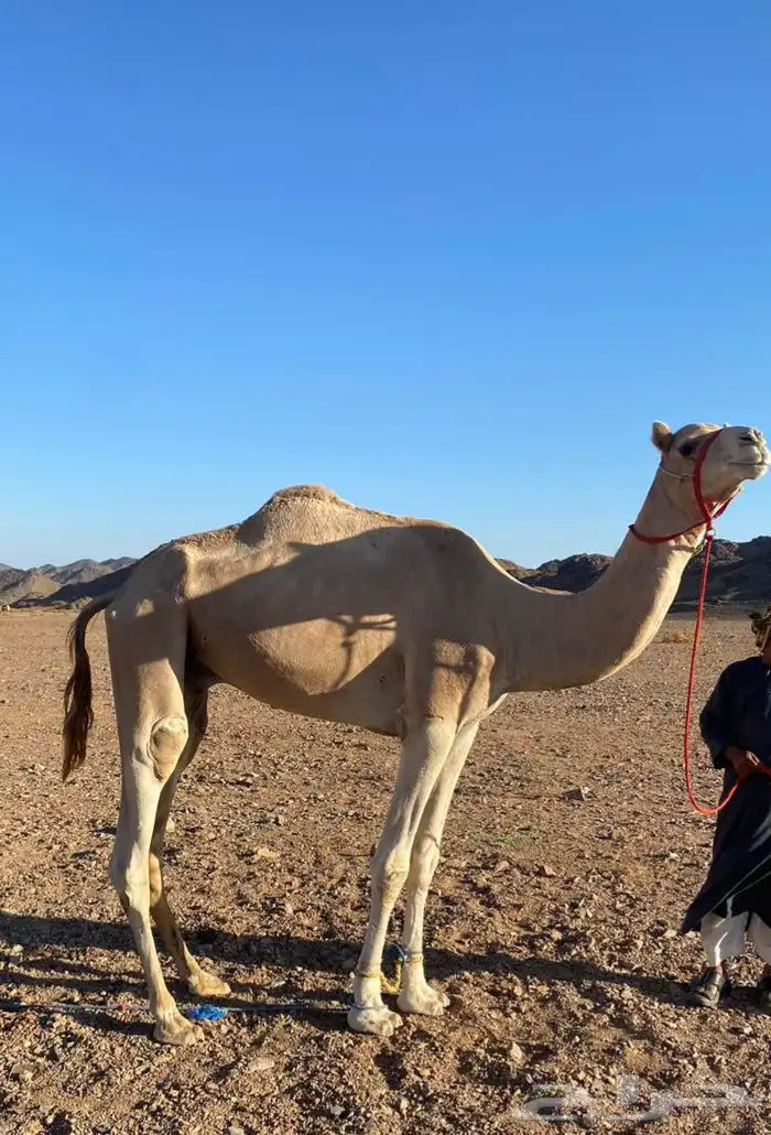 قعود ثني للبيع طبع شرط 0