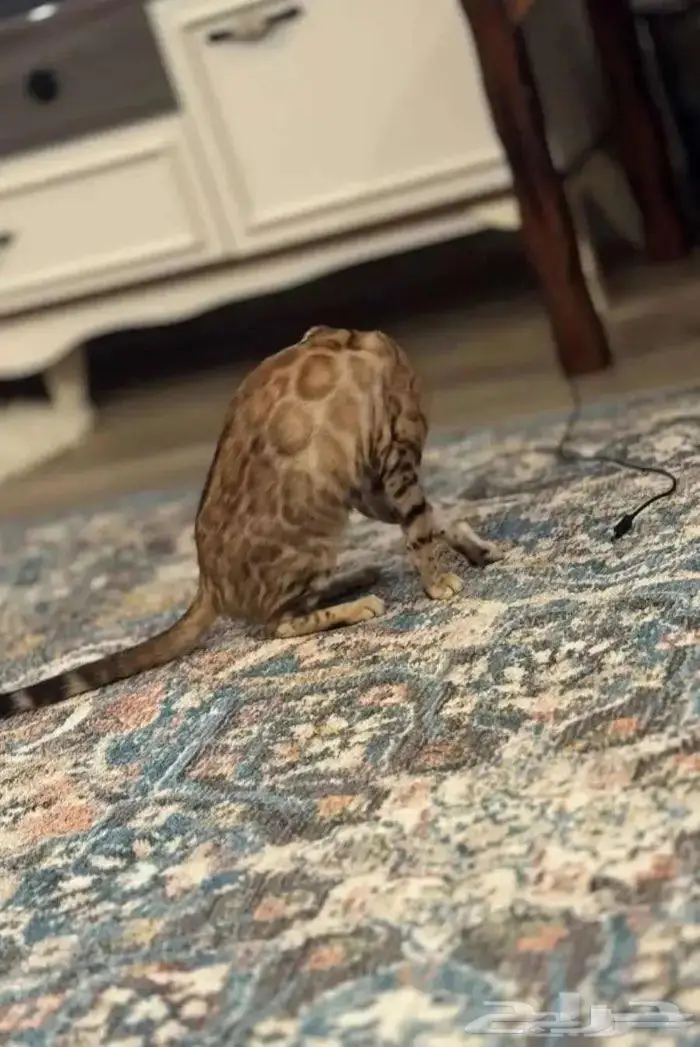 قطة بنغال بيور للبيع 4