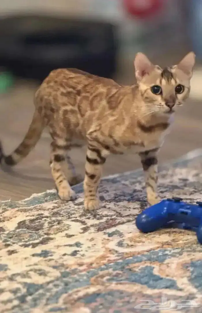 قطة بنغال بيور للبيع 1