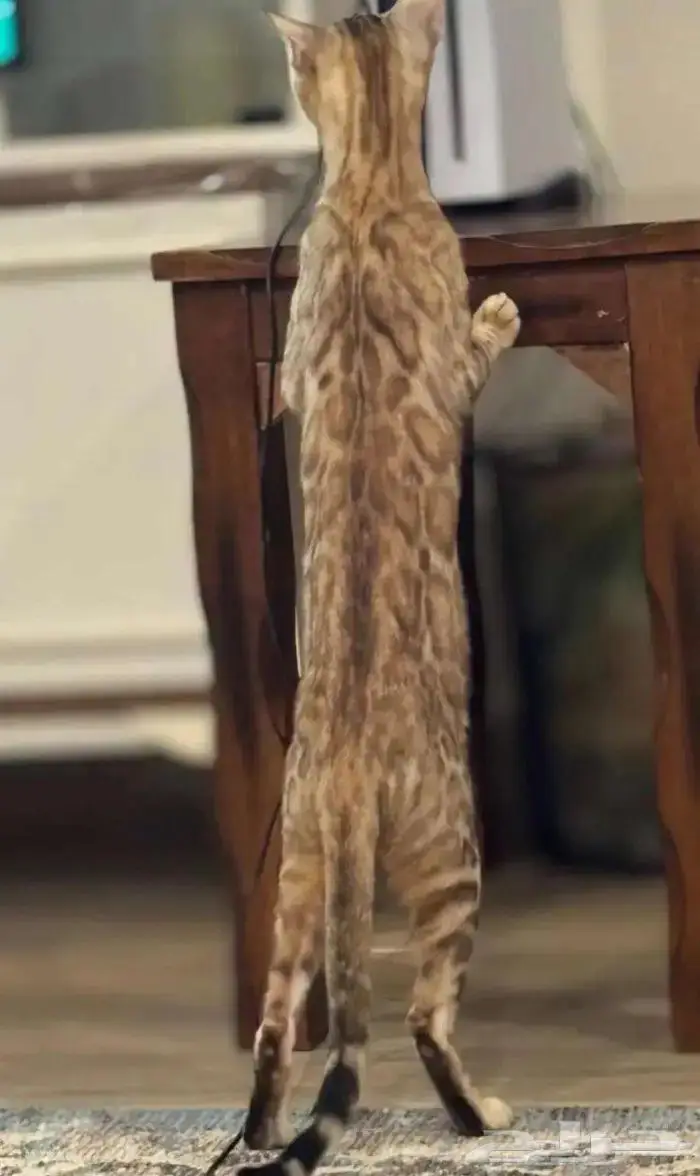 قطة بنغال بيور للبيع 2