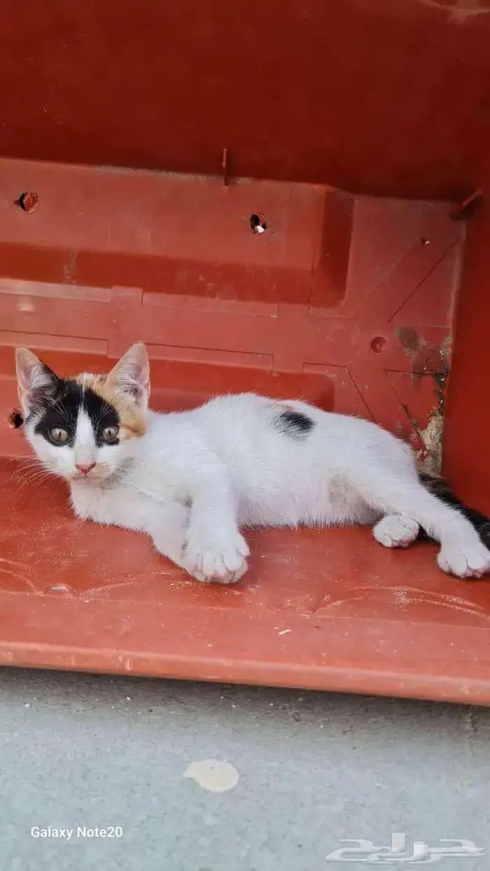 قطط للتبني 2
