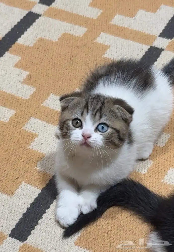 كيتن سكوتش للبيع 2